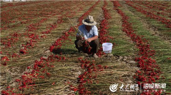 金乡高河最新搬迁计划，重塑社区未来蓝图