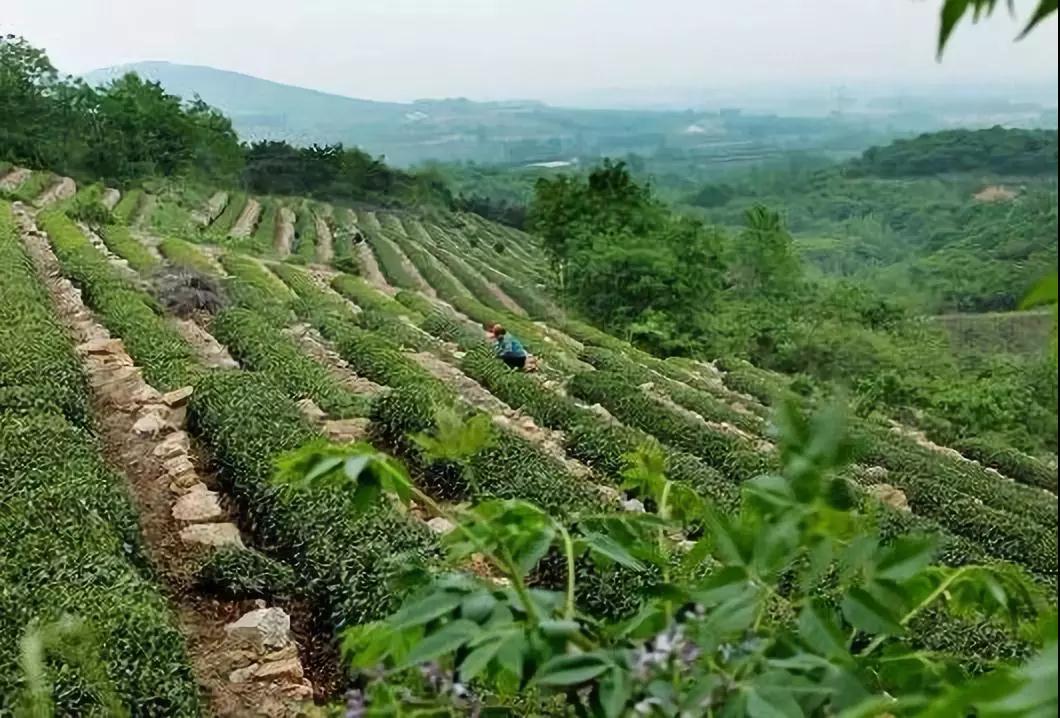 重庆南岸茶园最新消息，蓬勃发展中的城市绿洲